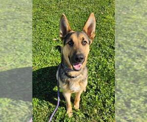 German Shepherd Dog Dogs for adoption in Sacramento, CA, USA
