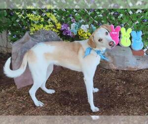 Mutt Dogs for adoption in Oklahoma City, OK, USA