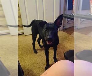 American Staffordshire Terrier-Labrador Retriever Mix Dogs for adoption in San Antonio, TX, USA