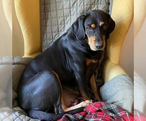 Black and Tan Coonhound Dogs for adoption in Potomac, MD, USA
