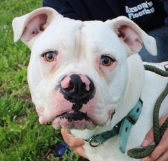 American Bulldog Dogs for adoption in Hillsdale, IN, USA