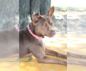 Mutt Dogs for adoption in Linton, IN, USA