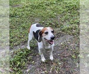 Beagle Dogs for adoption in Sarasota, FL, USA
