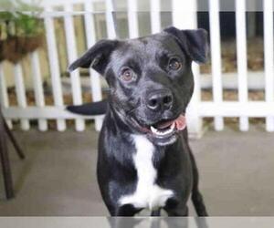 Labrador Retriever-Unknown Mix Dogs for adoption in Ocala, FL, USA