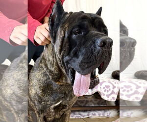 Mutt Dogs for adoption in Goodyear, AZ, USA