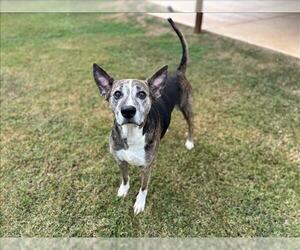 German Shepherd Dog-Unknown Mix Dogs for adoption in Grovetown, GA, USA