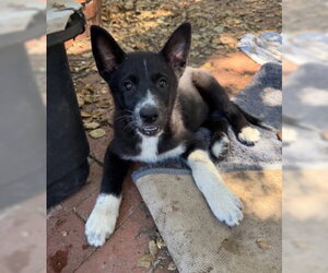 Border Collie-Siberian Husky Mix Dogs for adoption in Ventura, CA, USA