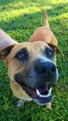 Bullboxer Pit Dogs for adoption in Land O Lakes, FL, USA