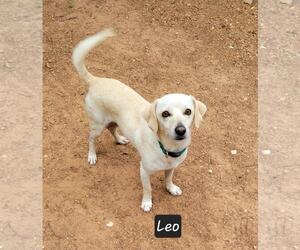 Dachshund-Unknown Mix Dogs for adoption in Granbury, TX, USA