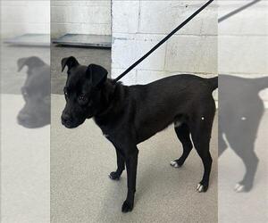 Labrador Retriever-Unknown Mix Dogs for adoption in San Bernardino, CA, USA