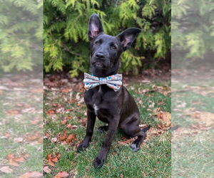 Mutt Dogs for adoption in Des Moines, IA, USA