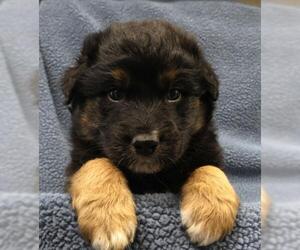 Mutt Dogs for adoption in Thief River Falls, MN, USA