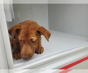 Labrador Retriever Dogs for adoption in Houston, TX, USA
