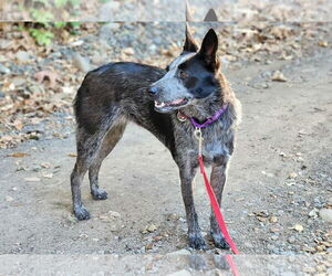 Mutt Dogs for adoption in Paso Robles, CA, USA