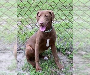Labrador Retriever-Unknown Mix Dogs for adoption in Ocala, FL, USA