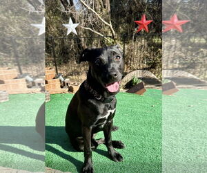 Labrador Retriever-Unknown Mix Dogs for adoption in Euless, TX, USA