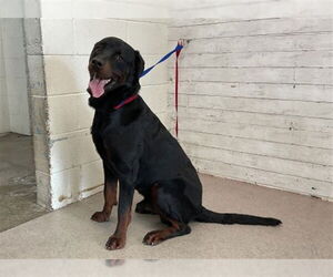Rottweiler-Unknown Mix Dogs for adoption in San Bernardino, CA, USA