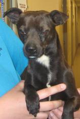 Chiweenie Dogs for adoption in Johnson City, TN, USA