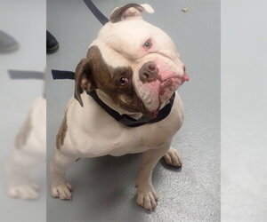 American Bulldog Dogs for adoption in St. Cloud, FL, USA