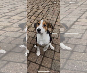 Beagle-Unknown Mix Dogs for adoption in Plainfield, IL, USA