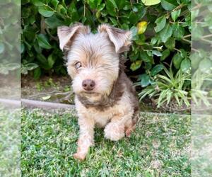 Pomeranian-Unknown Mix Dogs for adoption in Burbank, CA, USA