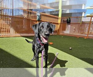 Labrador Retriever-Unknown Mix Dogs for adoption in Las Vegas, NV, USA