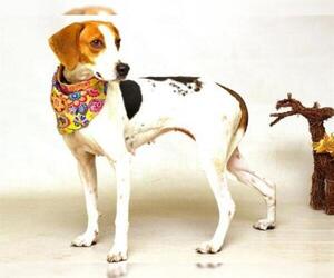 Treeing Walker Coonhound Dogs for adoption in Sanford, FL, USA