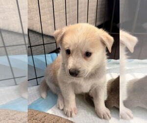 Huskimo Dogs for adoption in Banning, CA, USA