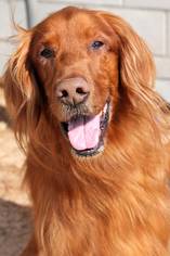 Golden Irish Dogs for adoption in Glendale , AZ, USA