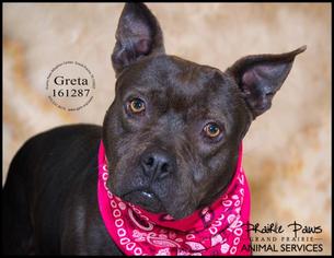American French Bull Terrier Dogs for adoption in Grand Prairie, TX, USA