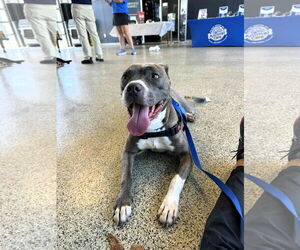 Mutt Dogs for adoption in Shelburne, VT, USA