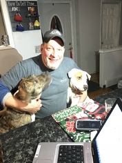 Labrador Retriever Dogs for adoption in Northville, MI, USA
