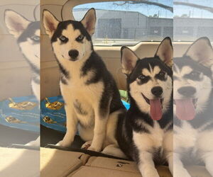 Siberian Husky Dogs for adoption in Cumming, GA, USA