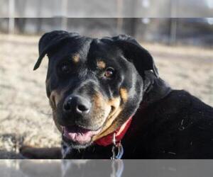 Rottweiler Dogs for adoption in Denver, CO, USA
