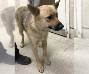 German Shepherd Dog Dogs for adoption in Riverside, CA, USA