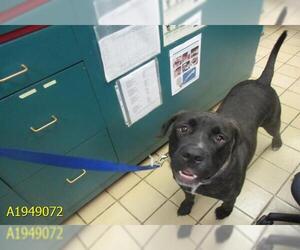 Mastador Dogs for adoption in West Palm Beach, FL, USA