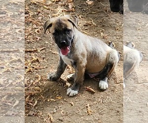 German Shepherd Dog-Unknown Mix Dogs for adoption in SHERBURNE, NY, USA