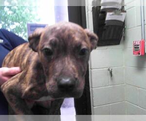 Mutt Dogs for adoption in Tulsa, OK, USA