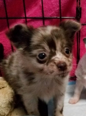 Dameranian Dogs for adoption in Olalla, WA, USA