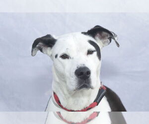 American Pit Bull Terrier-Dalmatian Mix Dogs for adoption in Pasadena, CA, USA