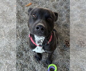 American Pit Bull Terrier Dogs for adoption in Woodland, CA, USA