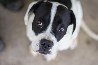 Boxer Dogs for adoption in Herndon, VA, USA