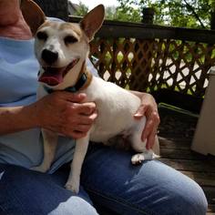 Jack Russell Terrier-Unknown Mix Dogs for adoption in Des Moines, IA, USA