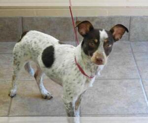 Rat Terrier-Unknown Mix Dogs for adoption in Gainesville, FL, USA