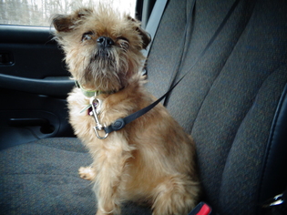 Brussels Griffon Dogs for adoption in Livonia, MI, USA