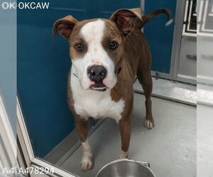 Mutt Dogs for adoption in Oklahoma City, OK, USA