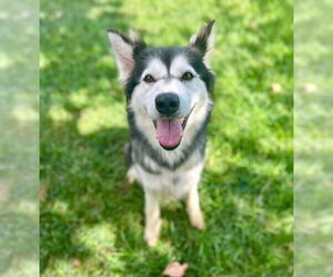 Siberian Husky Dogs for adoption in Riverside, CA, USA