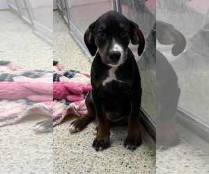 Mutt Dogs for adoption in Mechanicsburg, PA, USA