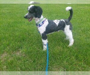 Poodle (Standard) Dogs for adoption in Independence, MN, USA