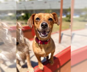 Dachshund-Unknown Mix Dogs for adoption in Seal Beach, CA, USA